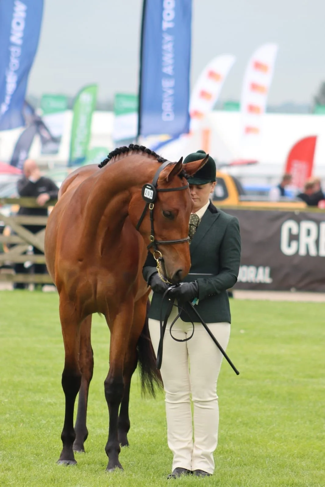 Horse and rider preparing for Balmoral Show 2026 in a busy show environment