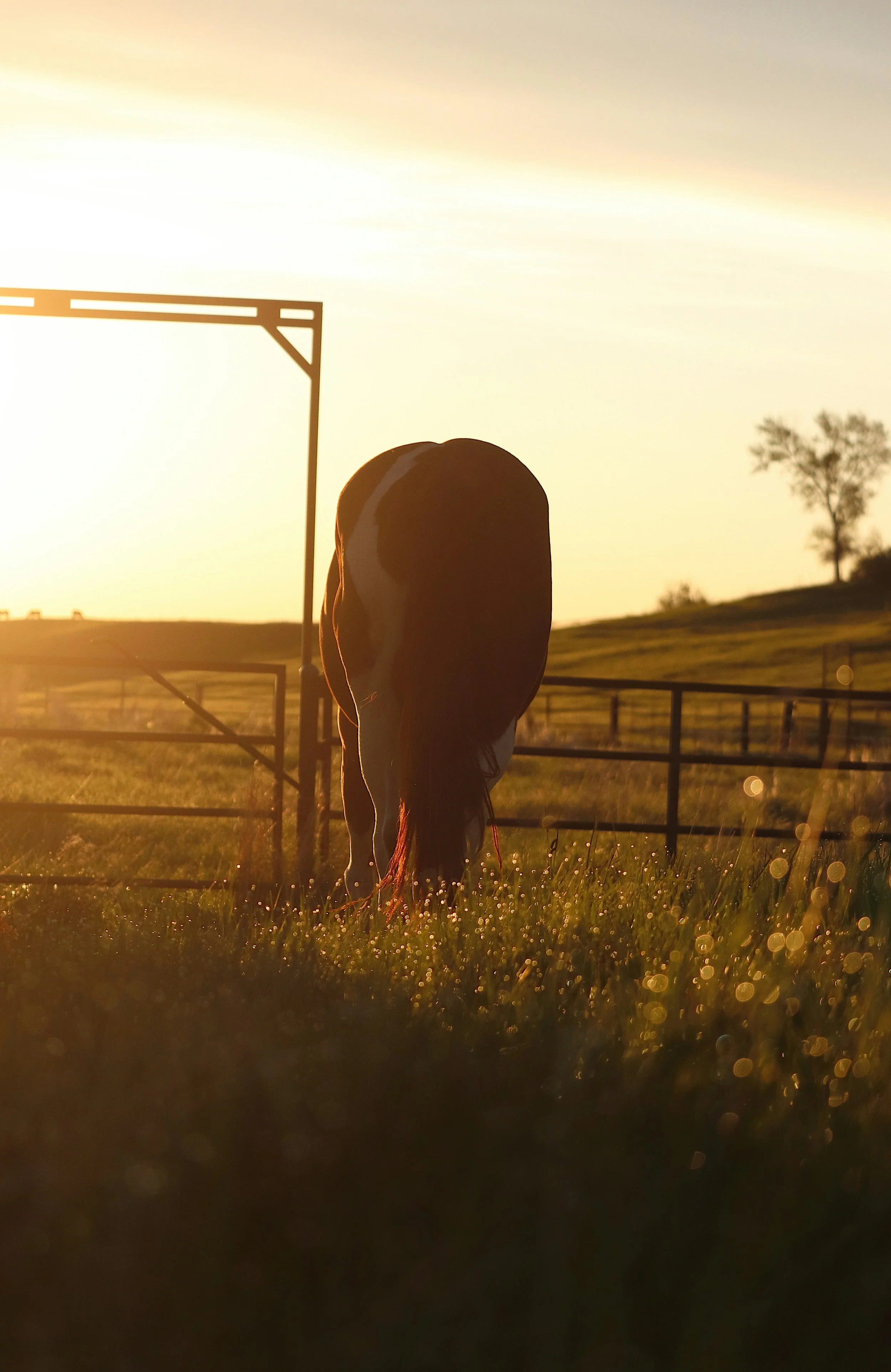 Rider hacking on a country road in spring