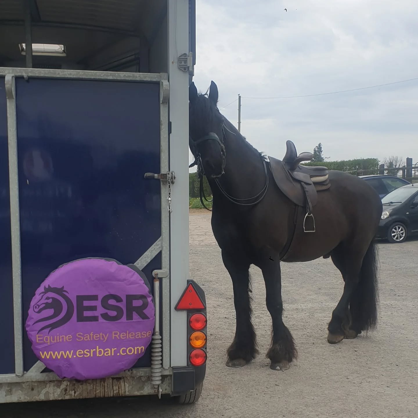Cochise tied to the ESR Bar horsebox