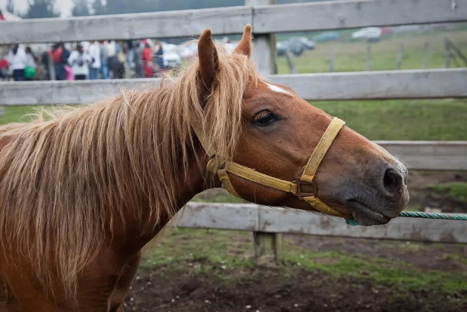 Horse pulling back against a lead rope after becoming frightened