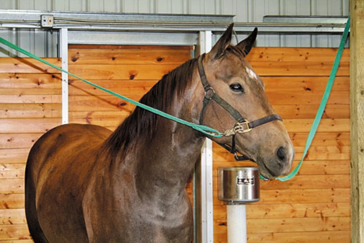 Horse standing calmly in cross ties using a safe and controlled yard setup