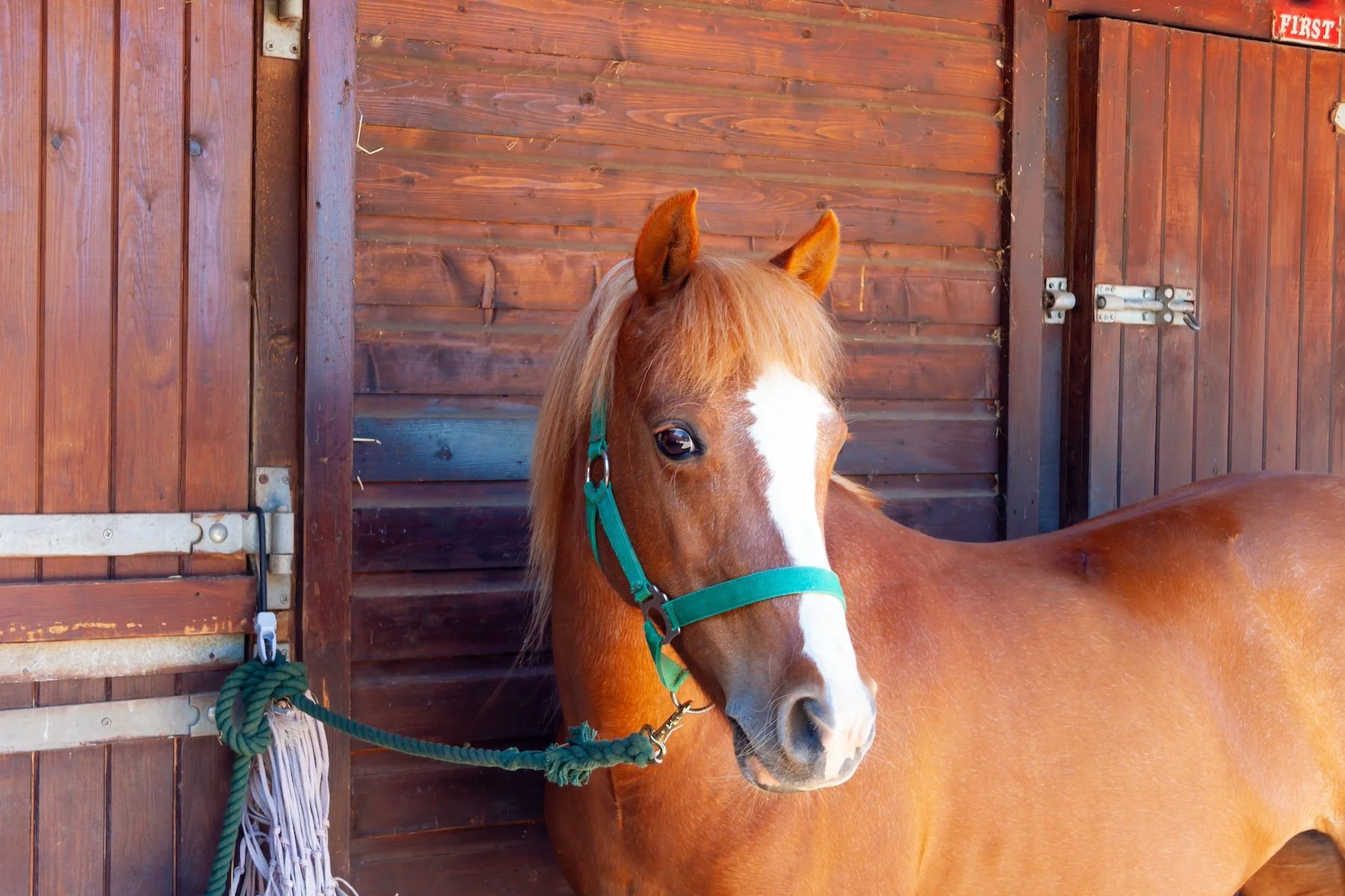 Horse tied up calmly in a stable yard before a panic situation occurs