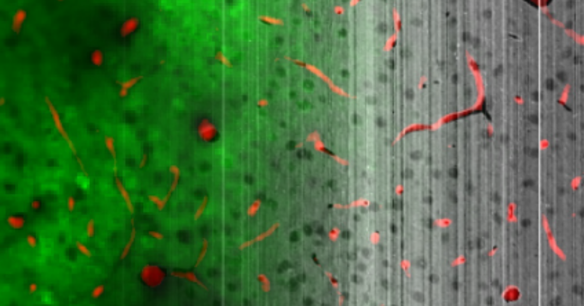 Co-registered functional and structural data of mouse cortex