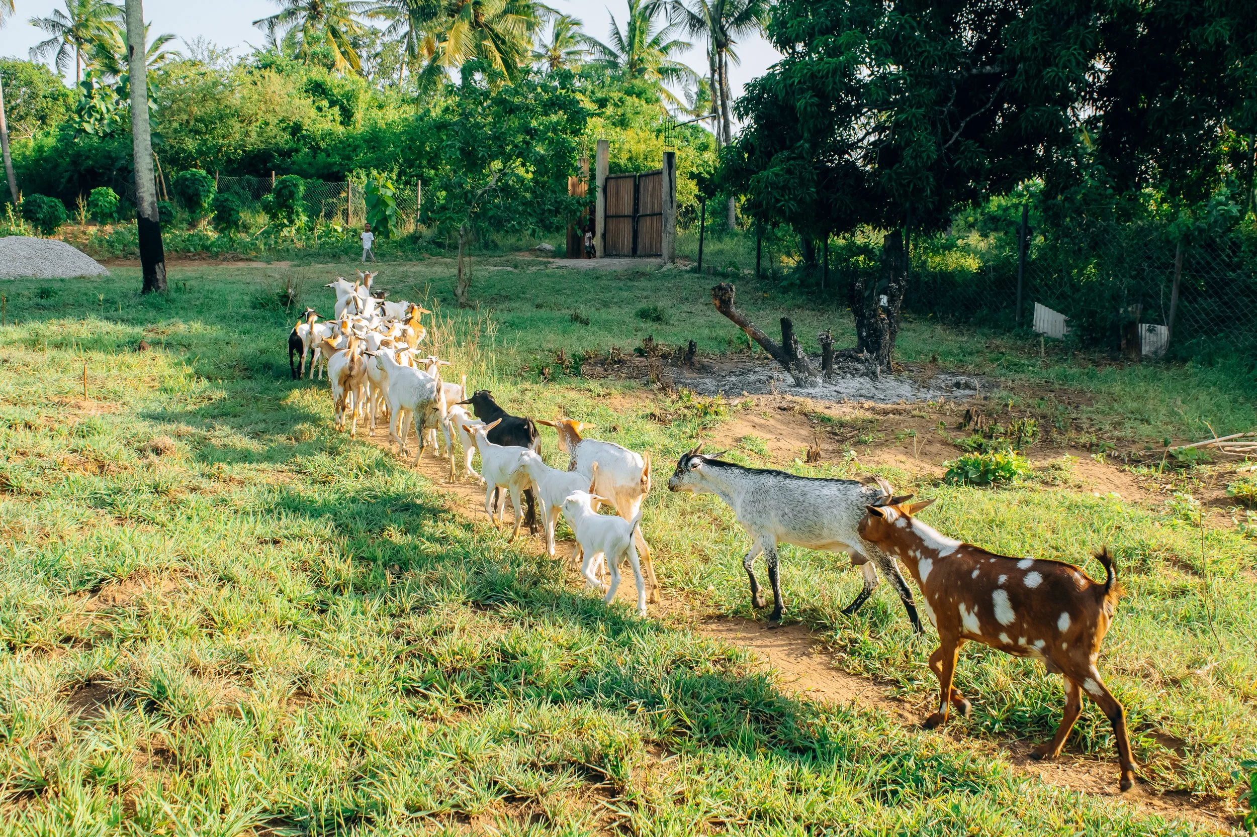 Growing goat herd at Thayu Farm