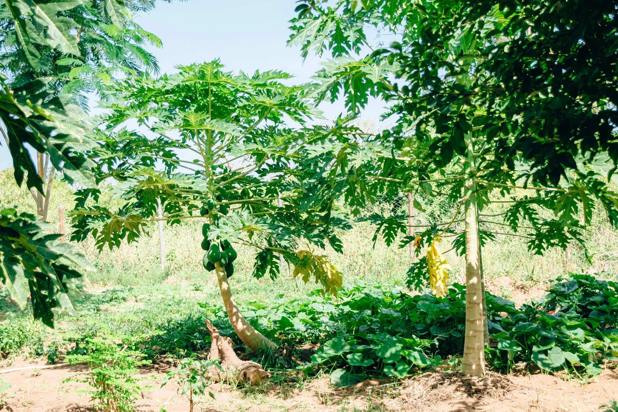 Planting and land expansion at Thayu Farm