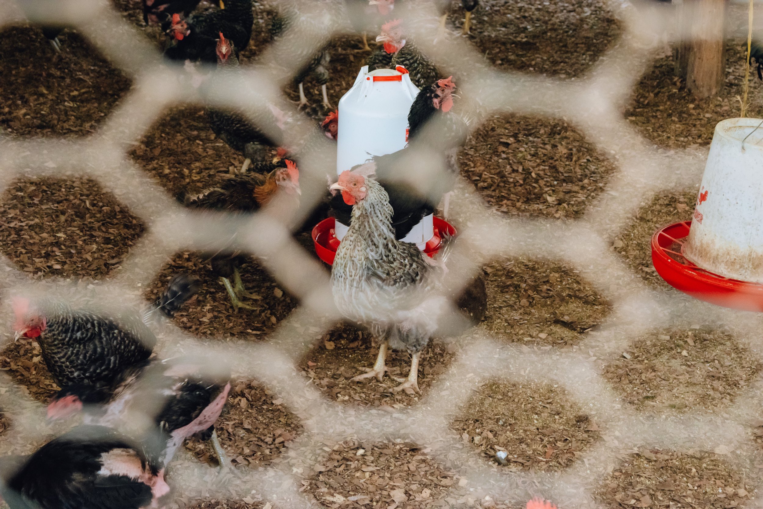 Chickens during proof of concept phase