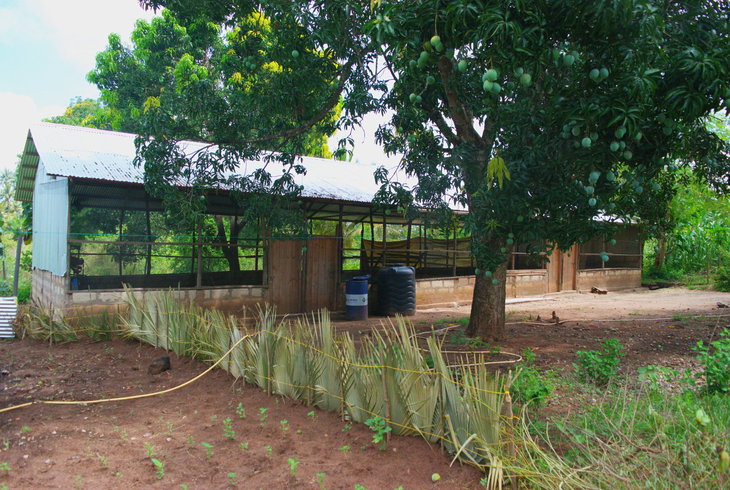 Chicken Coop