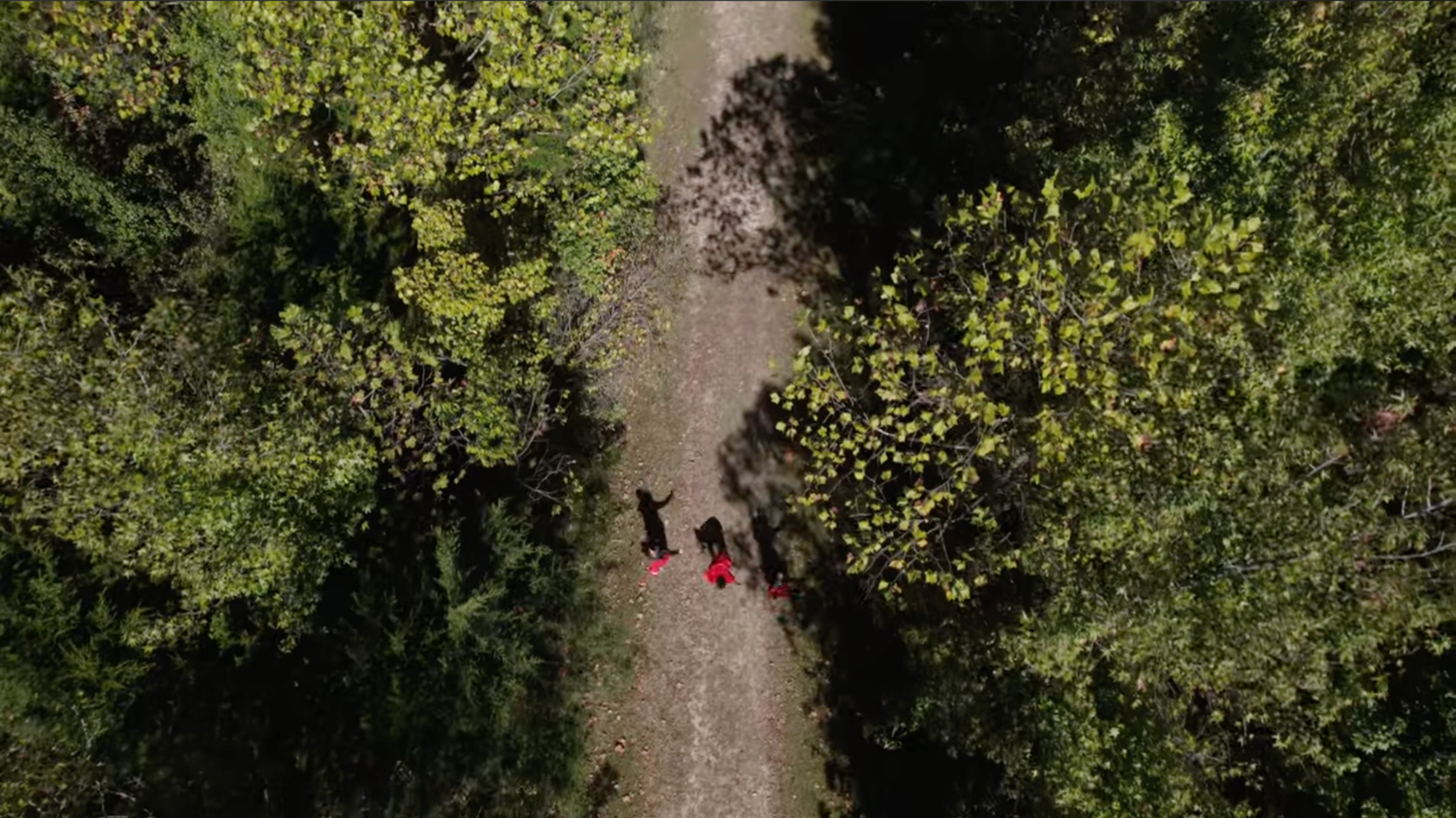 Aerial film still from Fighting to Live the Dream, with people walking a wooded path