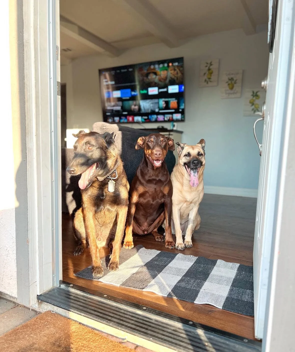 Dogs relaxing in a safe and structured boarding environment with Cosmo K9