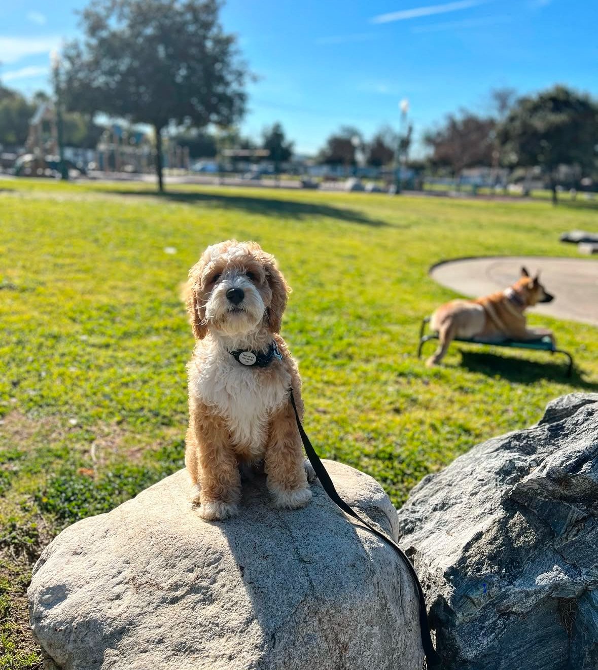 Young puppy practicing foundational obedience during a Cosmo K9 puppy training session