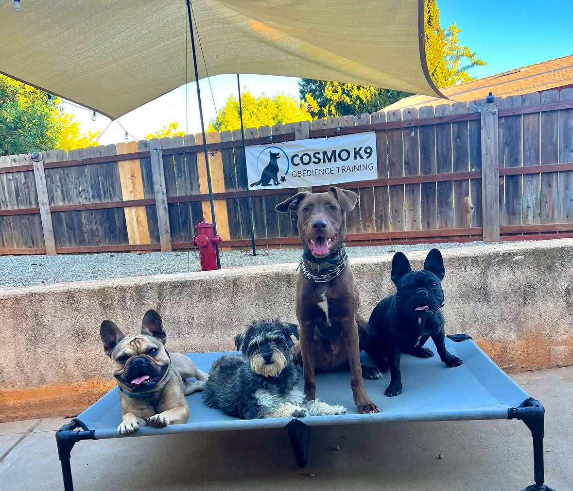 Dogs practicing obedience during a Cosmo K9 board and train program in San Diego