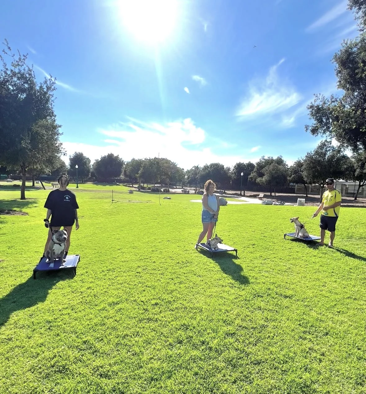Dogs practicing obedience and focus during a Cosmo K9 group dog training class