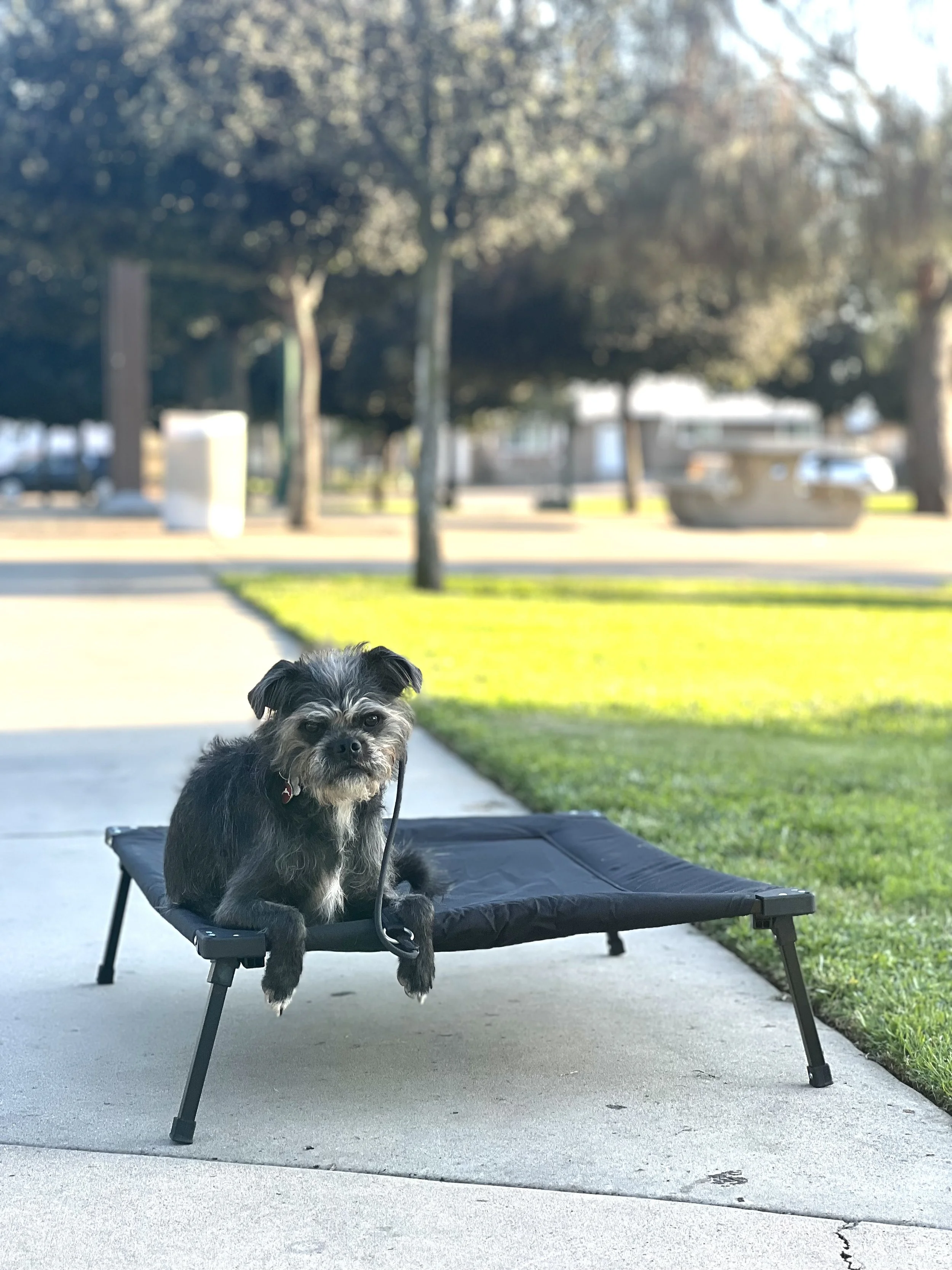 Dog practicing reliable off-leash obedience with a Cosmo K9 trainer in San Diego