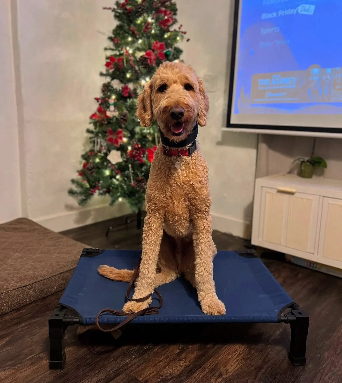 Dog owner receiving personalized virtual dog training guidance from Cosmo K9