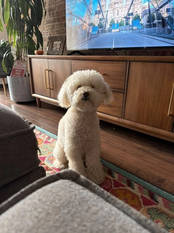 One of the Chi-City Signs furry team members relaxing at home