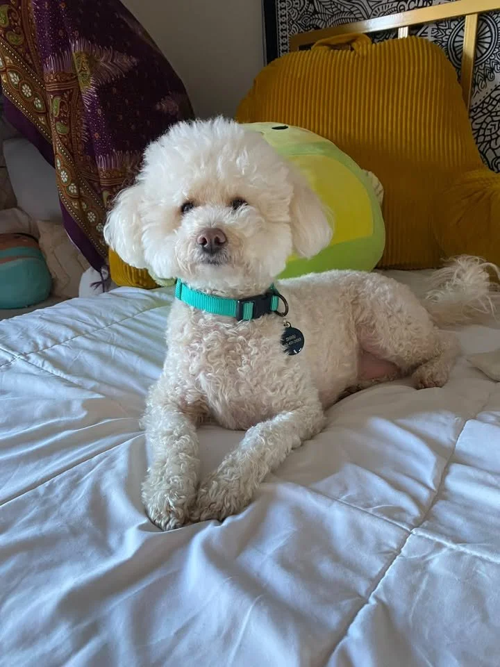 One of the Chi-City Signs furry team members sitting on a bed
