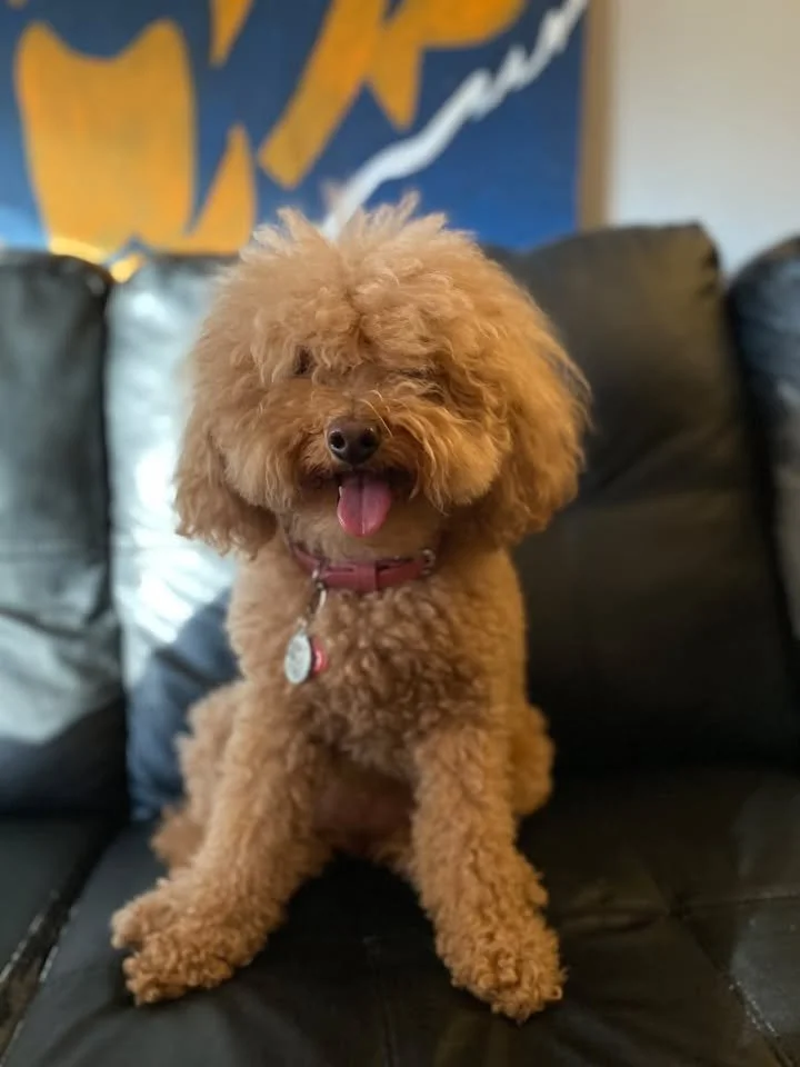 One of the Chi-City Signs furry team members sitting on a couch