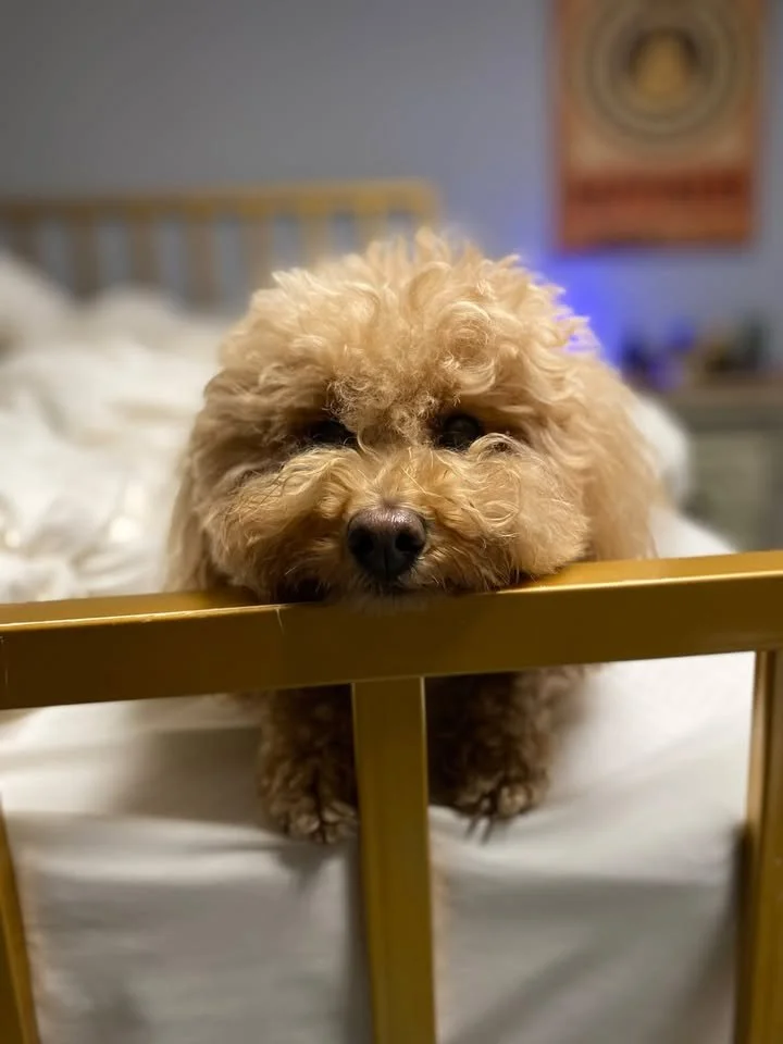 One of the Chi-City Signs furry team members peeking over a bed