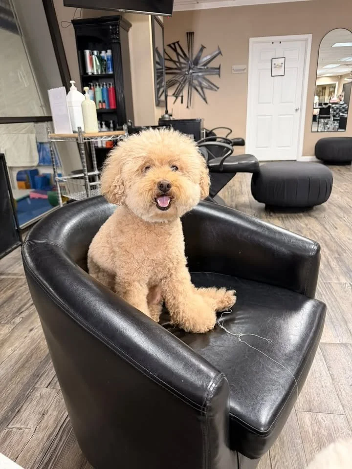One of the Chi-City Signs furry team members sitting in a salon chair