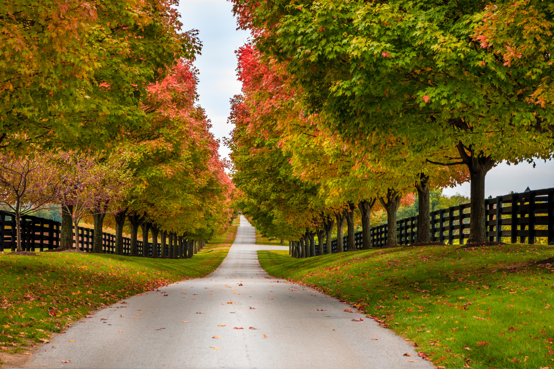 Scenic Kentucky country road with trees and fences