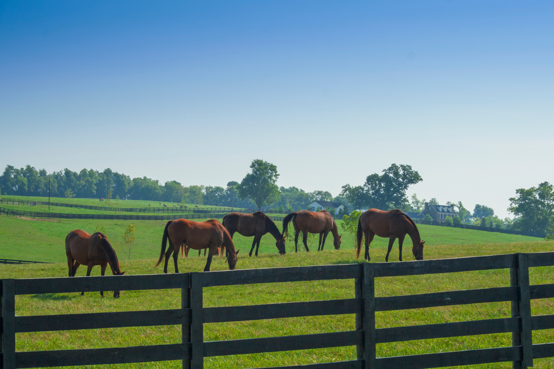 Kentucky horse farm