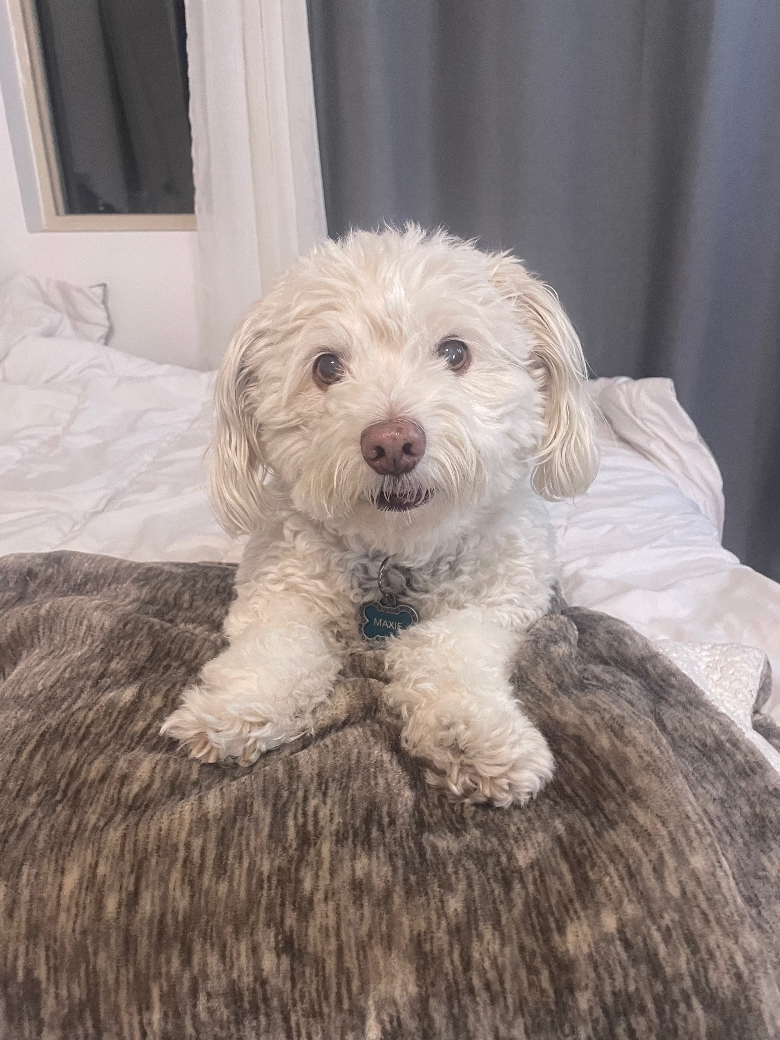 Maxie — Dr. Grace's senior dog