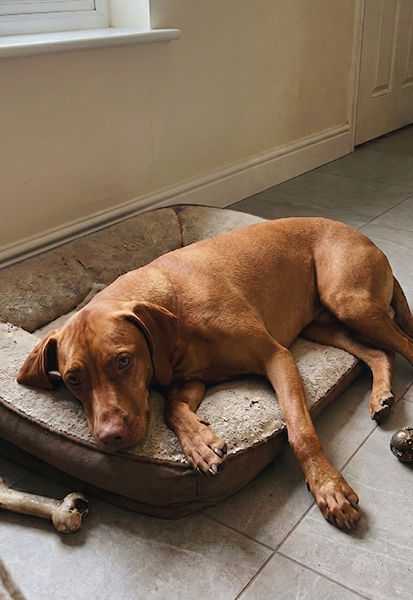 Coco, a rescue dog resting on her bed