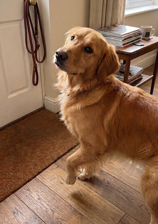 Luna, a golden retriever looking up at the camera