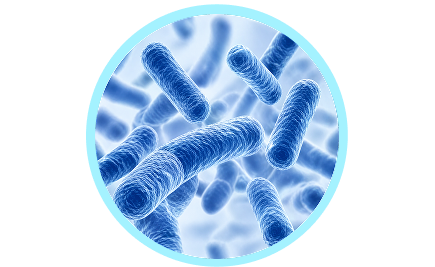 Dual Probiotics