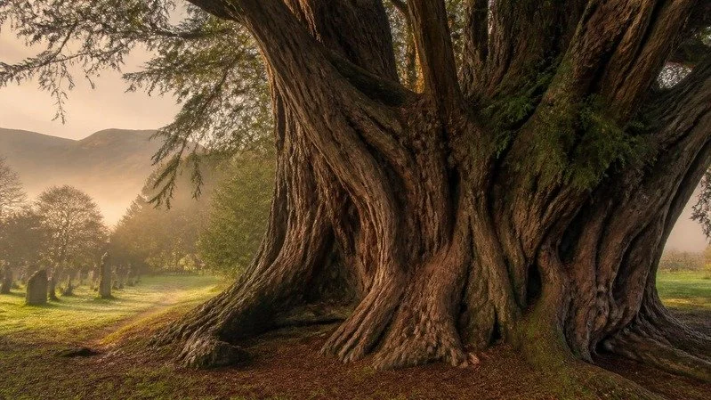 The ancient Fortingall Yew in the heart of Scotland, where the Ritual Bathing Revolution began