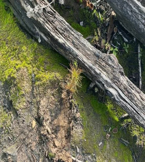 Small planted conifer seedling beside a fallen log on moss-covered soil.