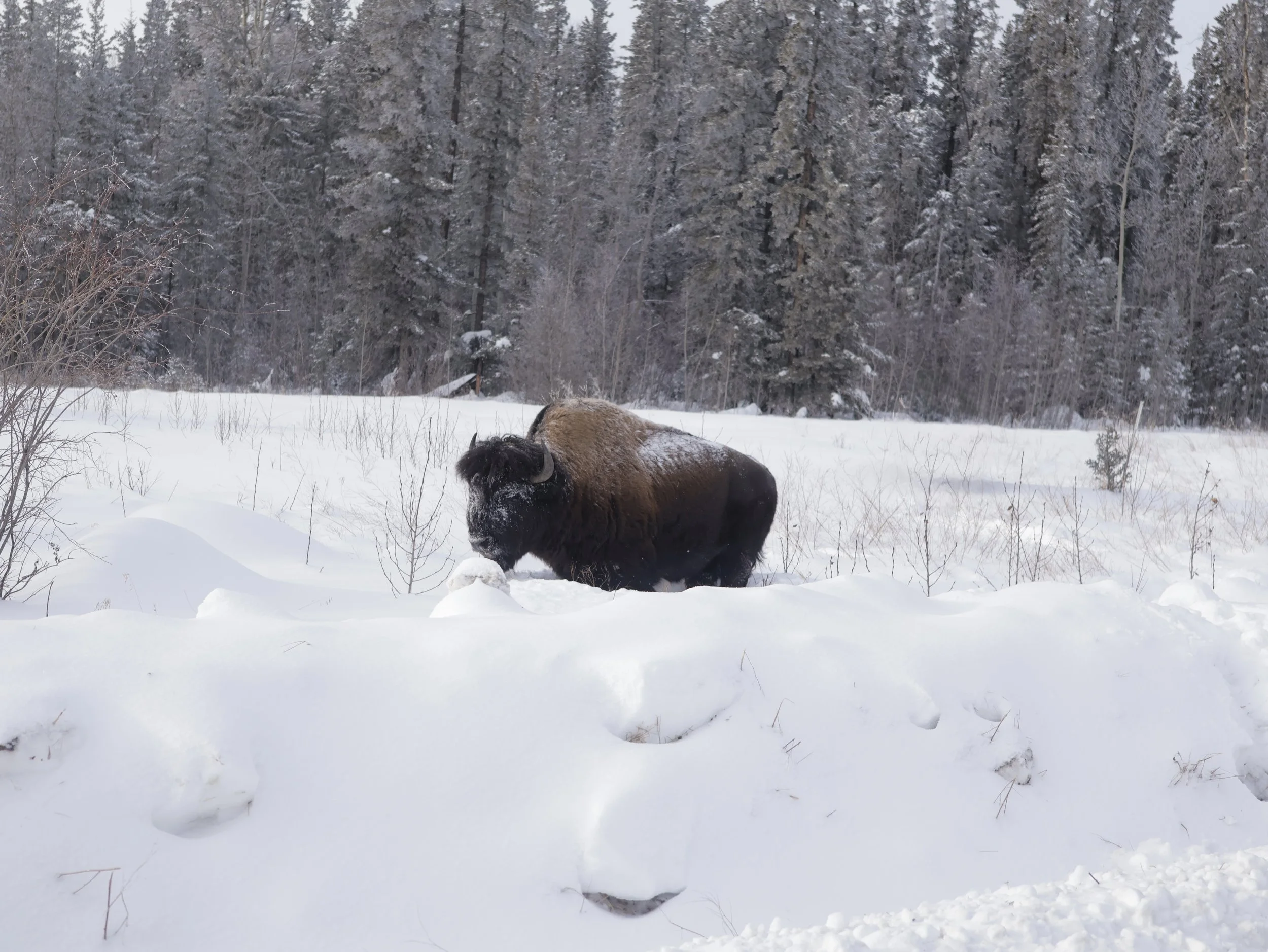 Wood bison standing in deep snow in front of a snow-covered forest.