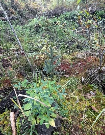 Young planted conifer surrounded by grasses, shrubs and other forest vegetation.