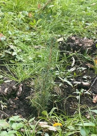 Planted conifer seedling growing among grass and low vegetation beside exposed soil.