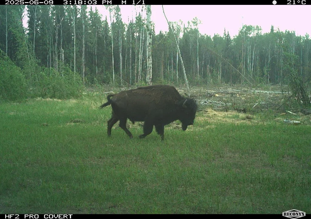 Cellular camera image of a wood bison walking through a grassy clearing beside a forest.