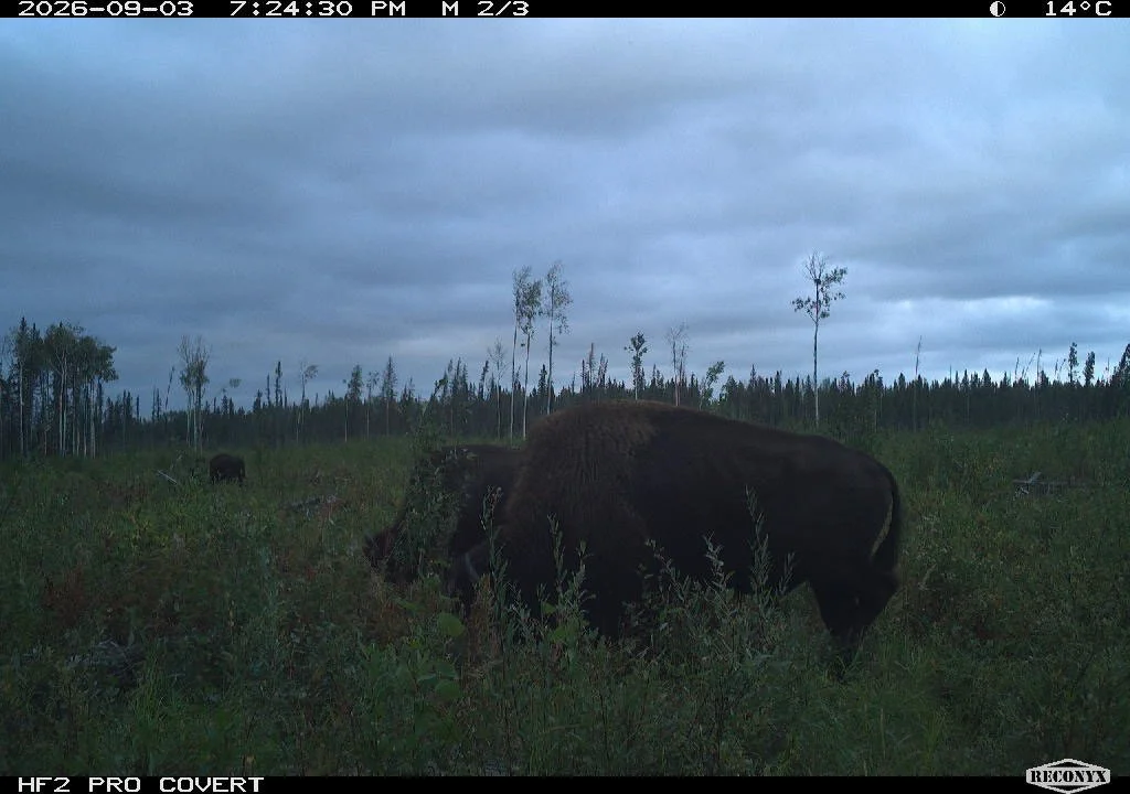 Cellular camera image of wood bison among low vegetation beneath a cloudy sky.