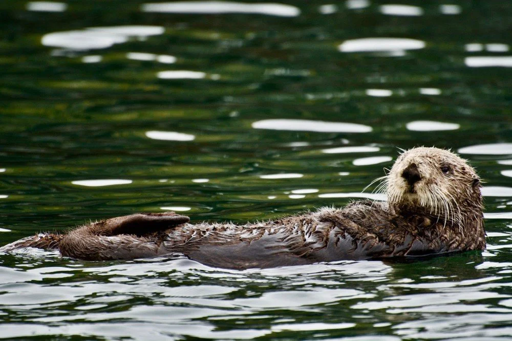 Touring Kachemak Bay