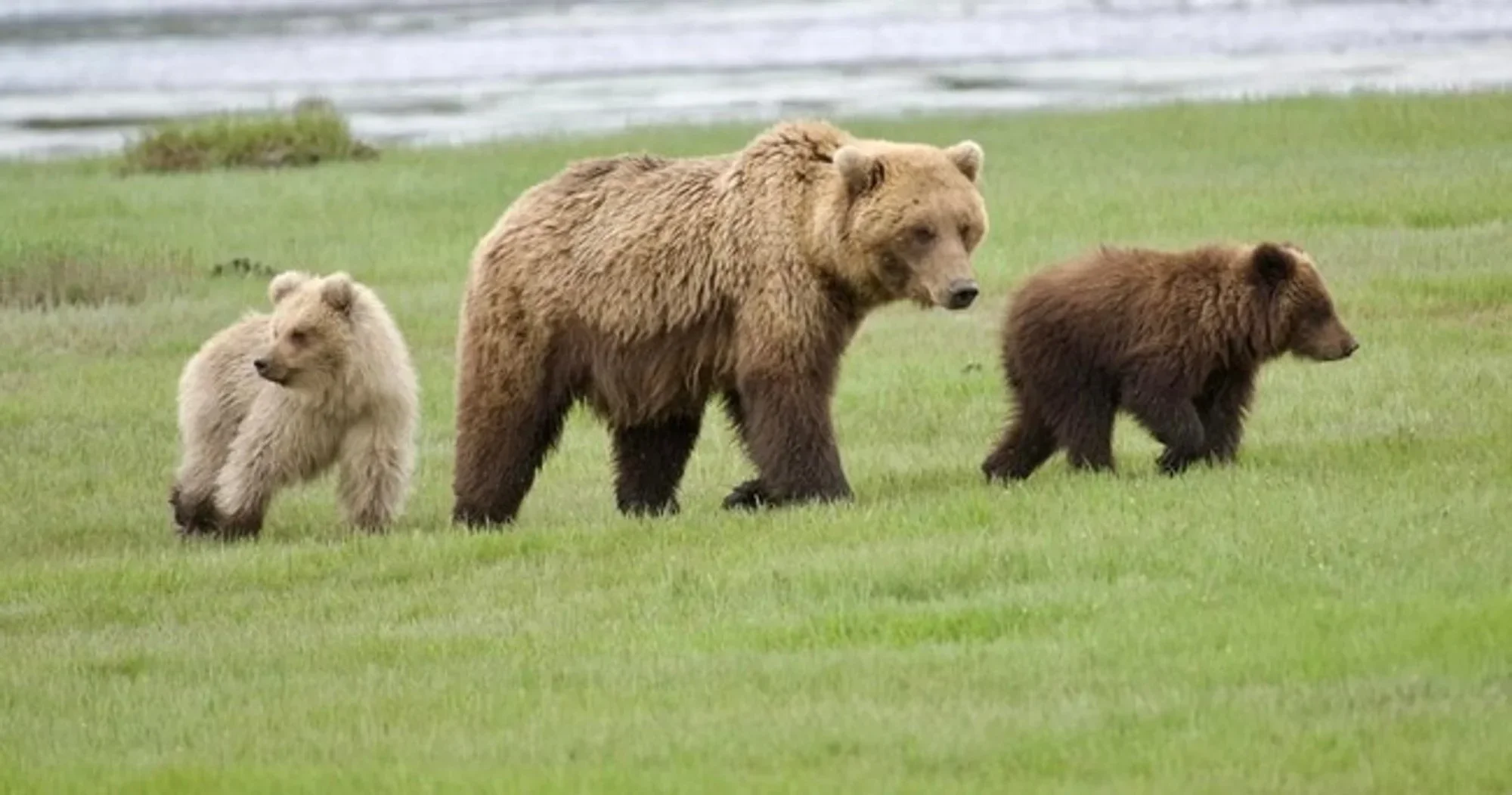 Lake Clark National Park Bear Viewing Destination Alaska Charters