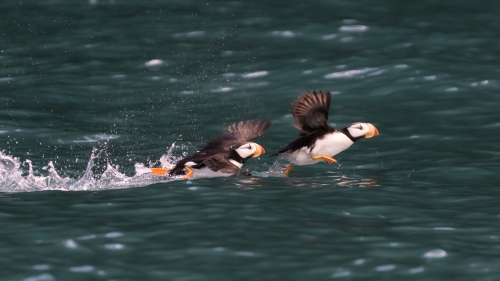 Natural History of Kachemak Bay