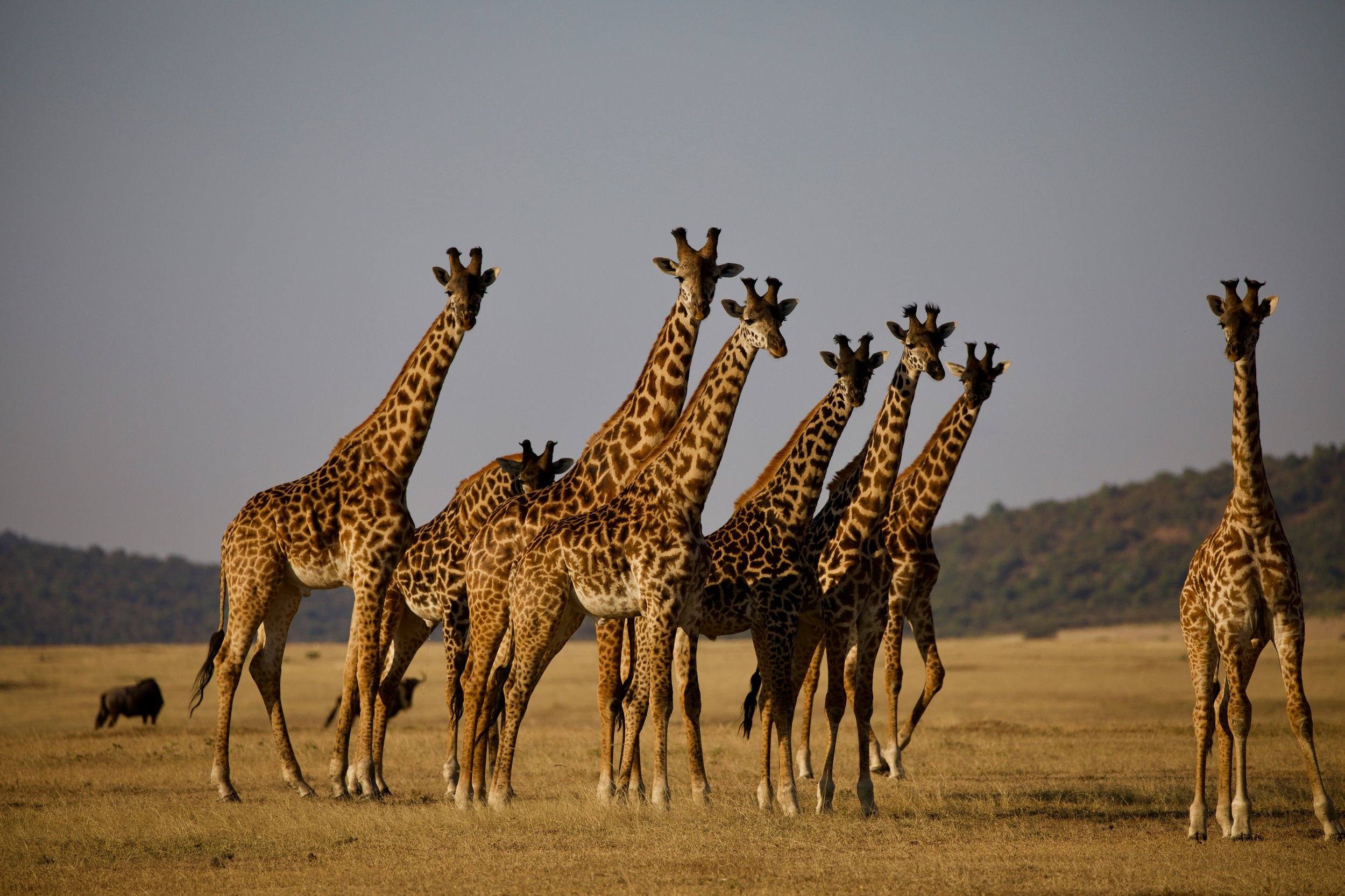 Giraffes walking across the East African savanna during safari