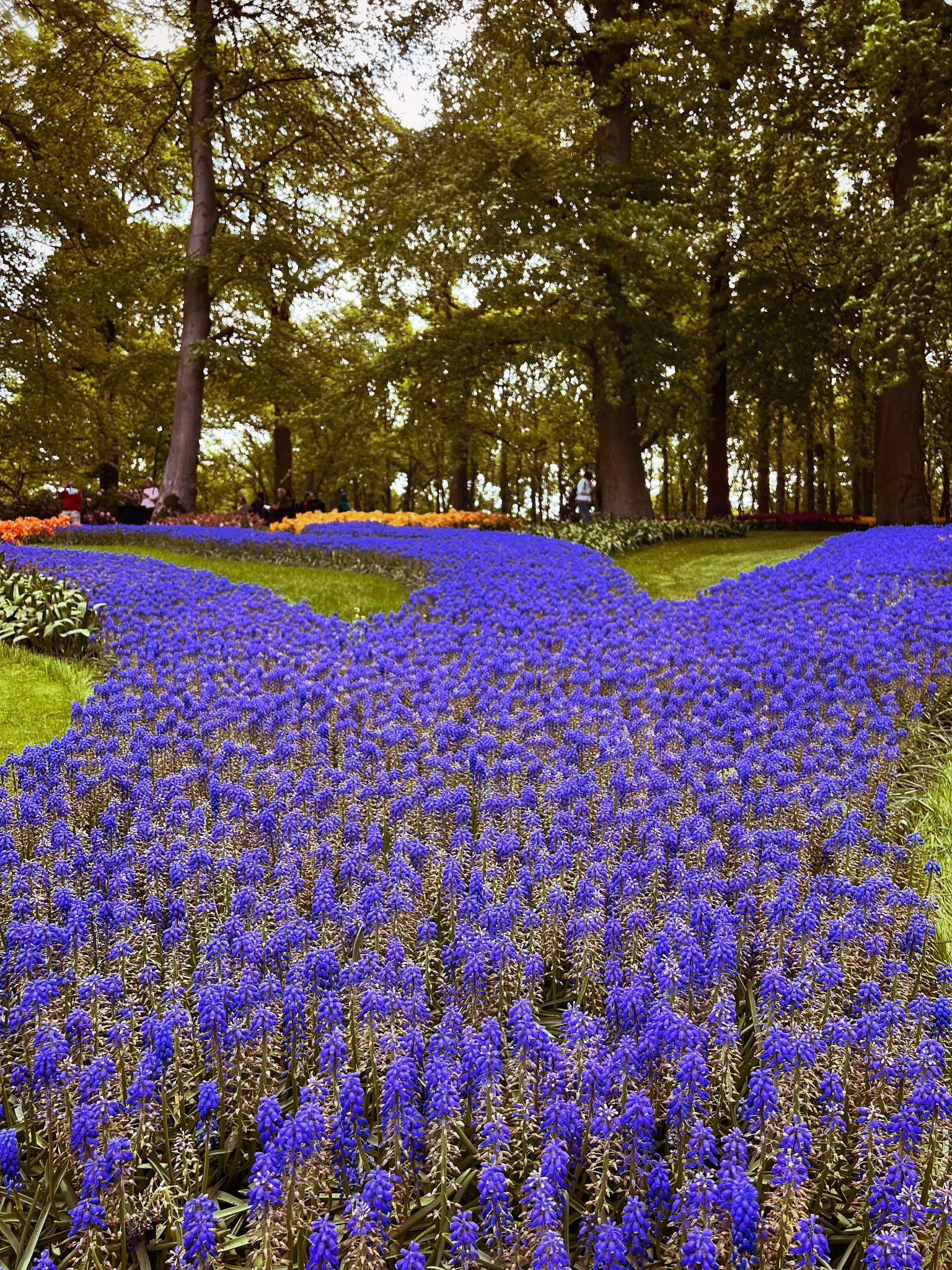 Colorful tulips blooming at Keukenhof Gardens in the Netherlands