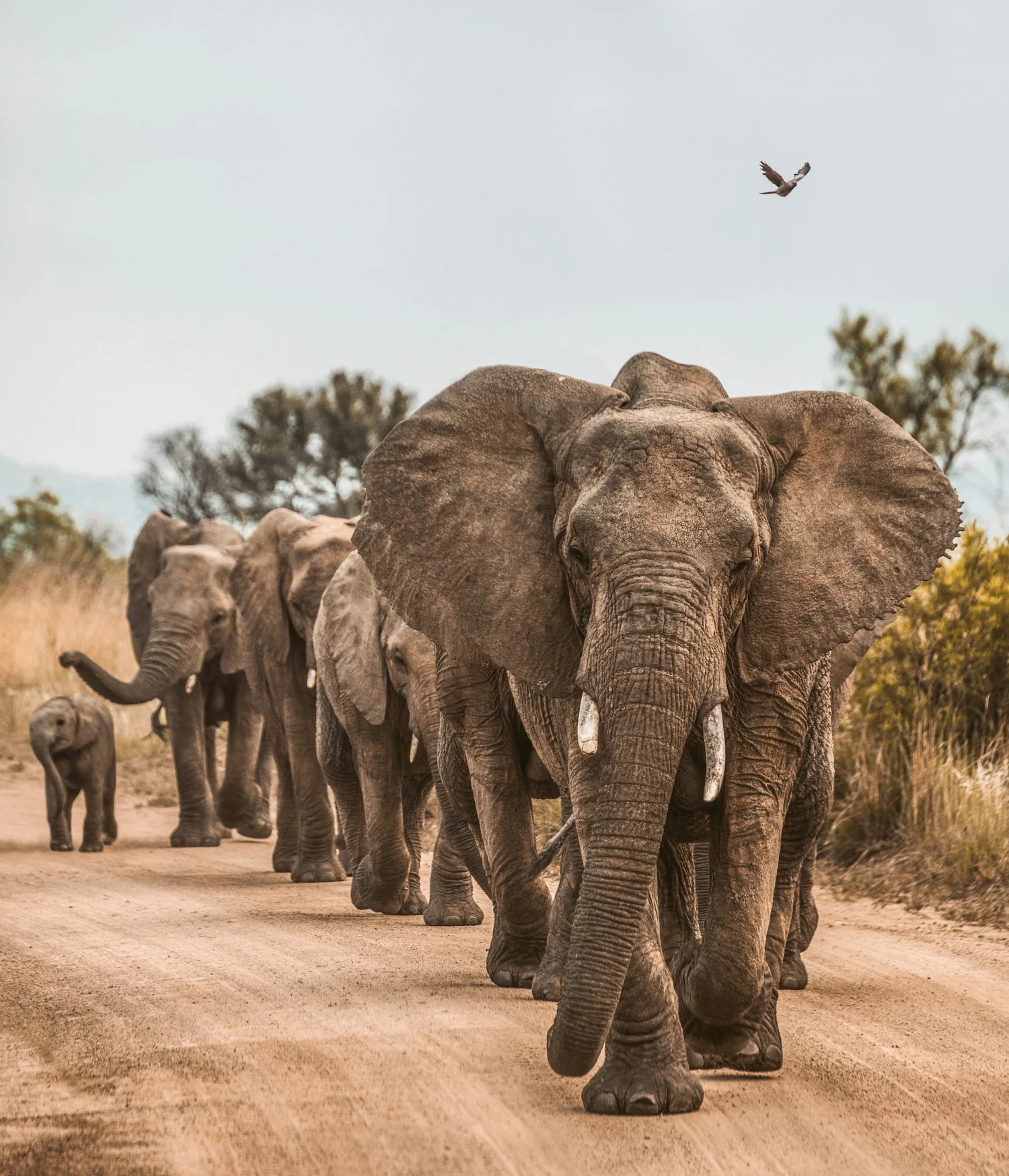 Elephants walking along a safari road in Africa