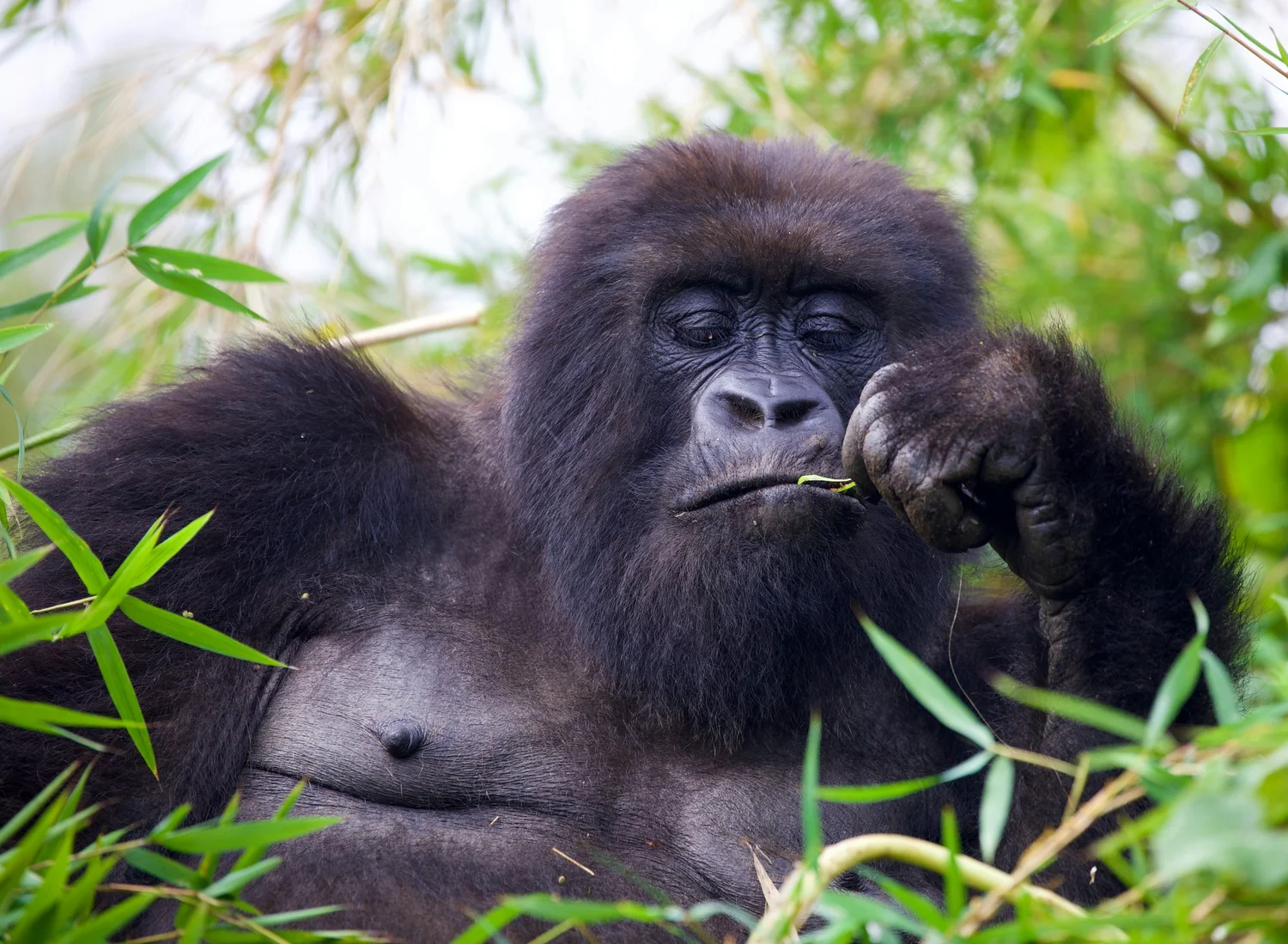 Mountain gorilla in a forest during a gorilla trekking experience in Africa