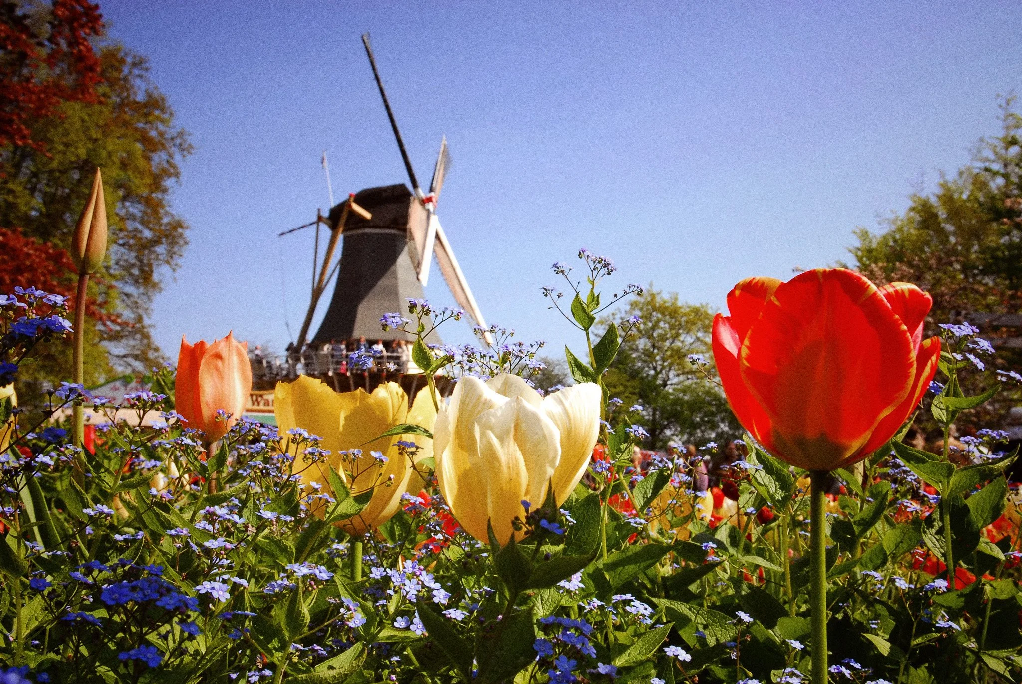 Tulip fields and a traditional Dutch windmill near Keukenhof