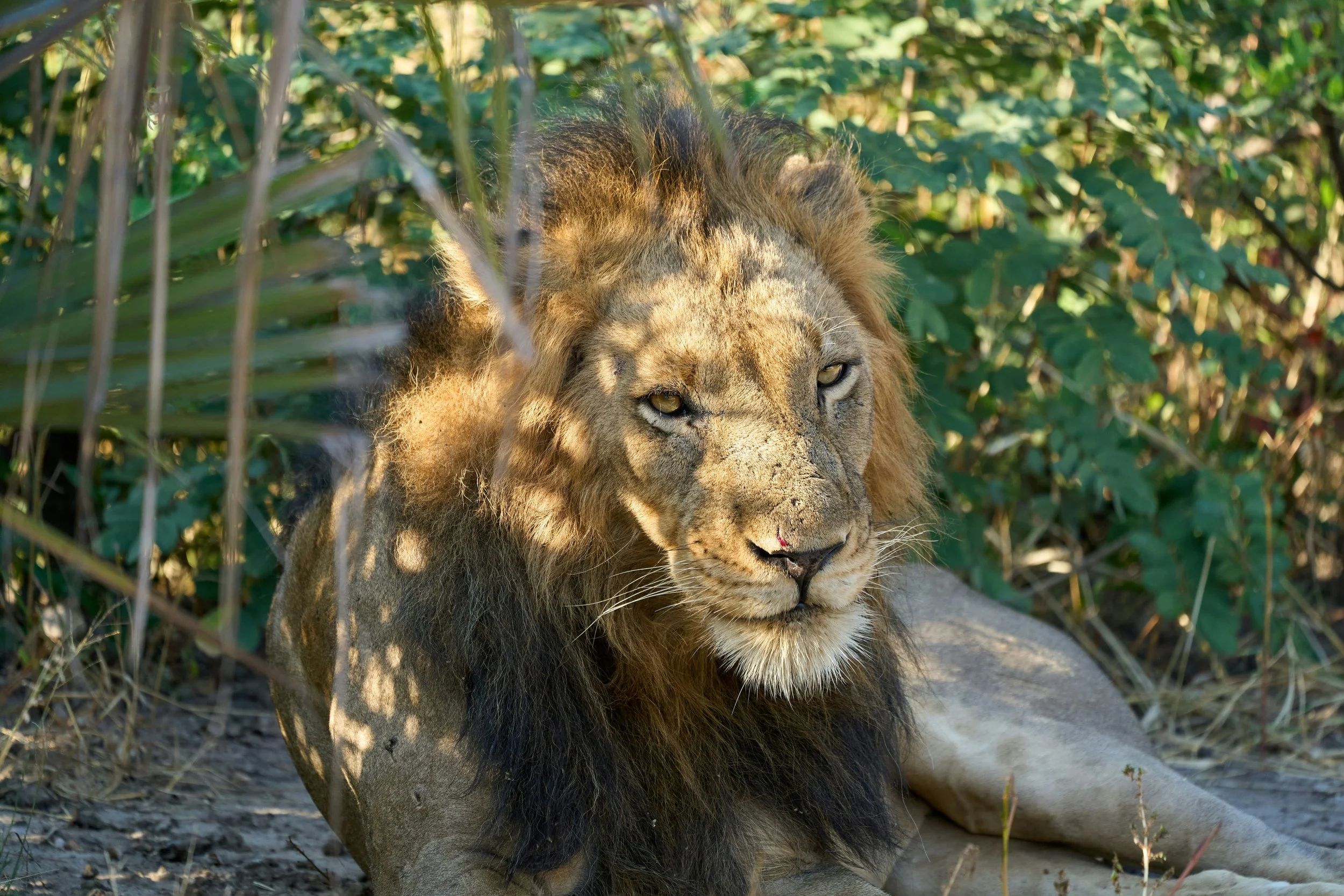 Lion seen during a Southern Africa land safari extension