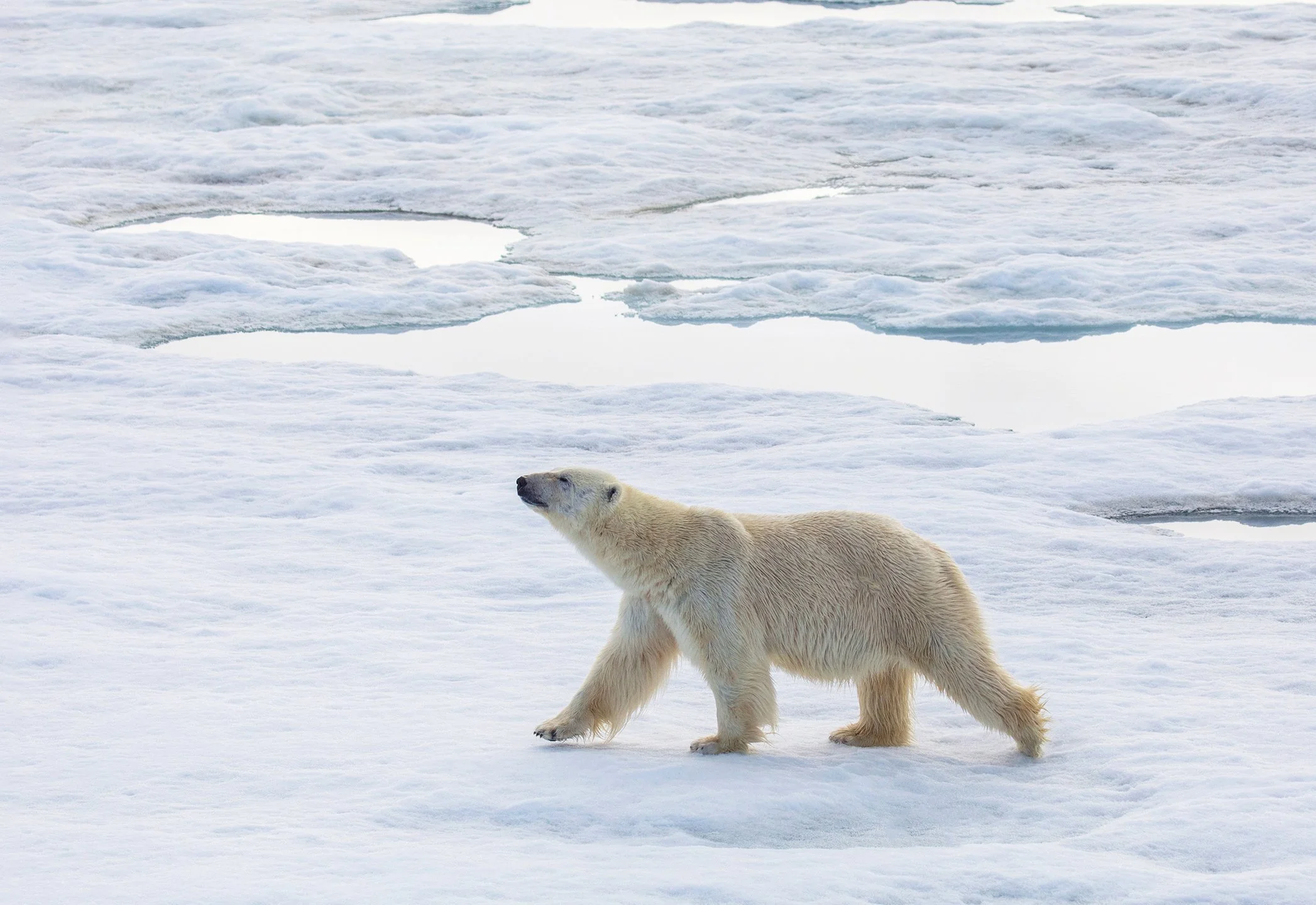 Polar bear walking across Arctic sea ice