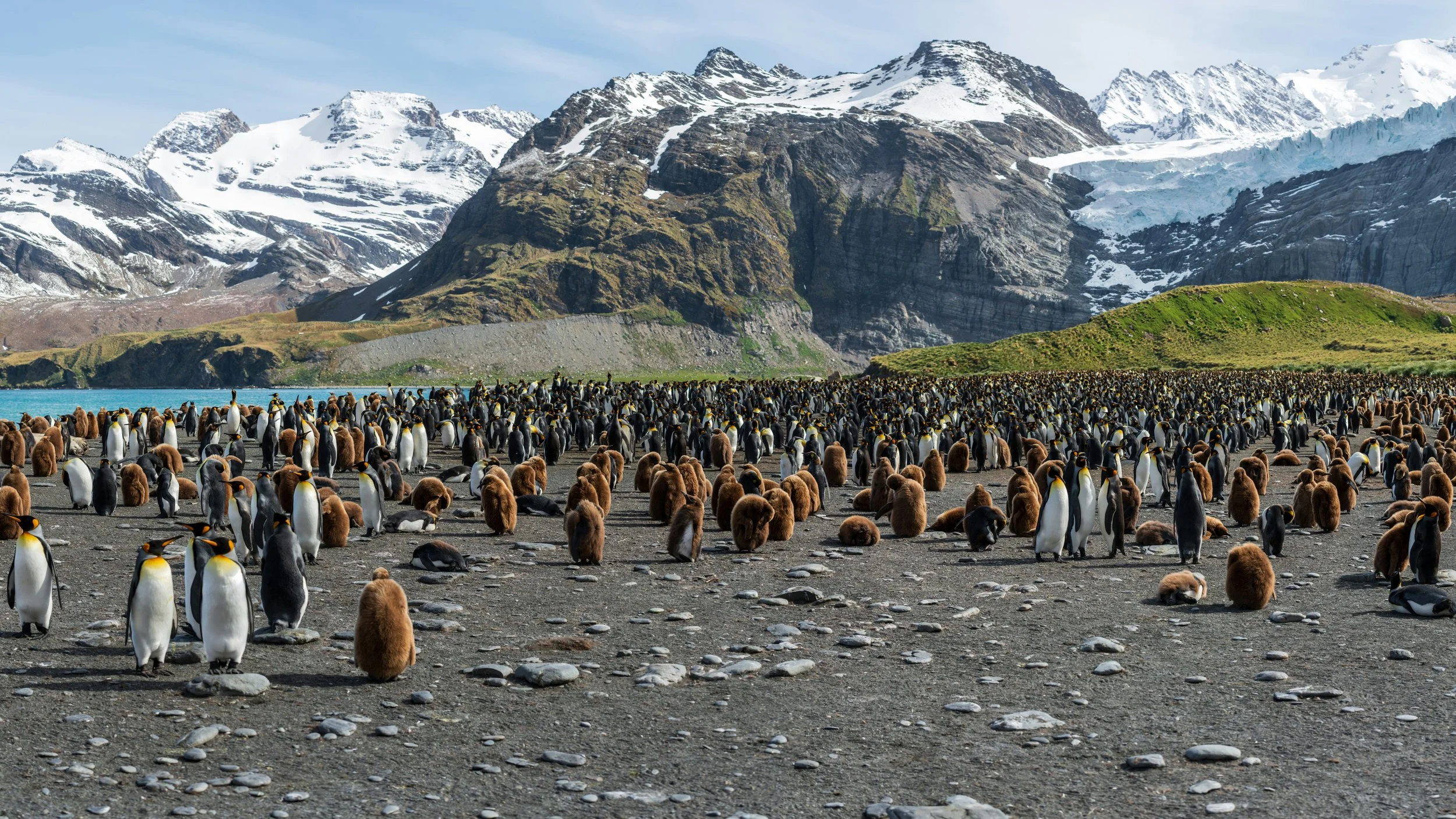 Large king penguin colony on South Georgia