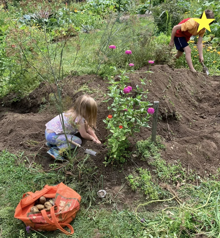 Two children harvest potatoes in a garden.