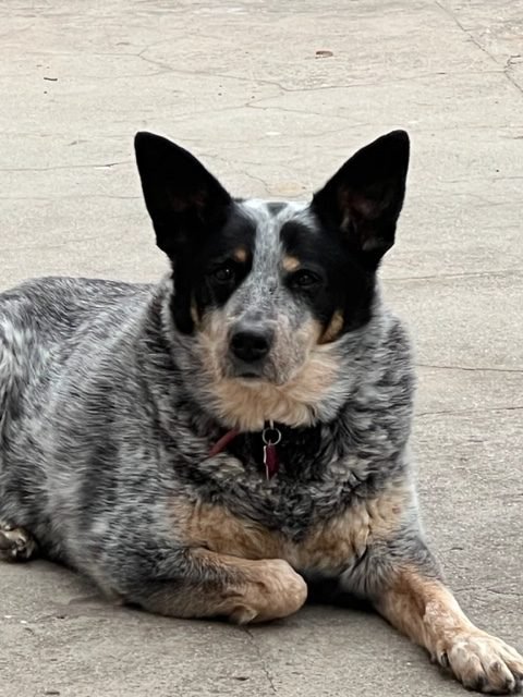 Dottie
