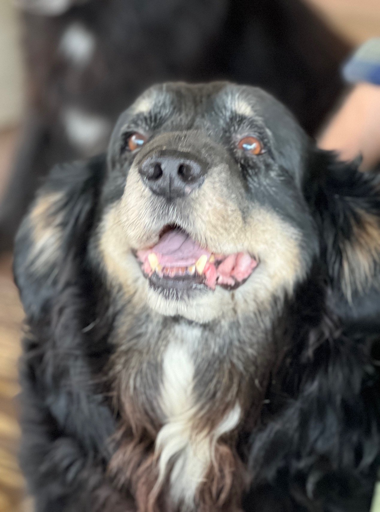 Buddy